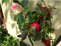 7943754d-Picture 2265.jpg